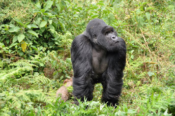 Gorillas in Ruanda, Kaffee und Menschenaffen