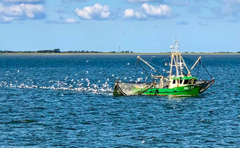 Nordsee, Krabbenkutter, Wattenmeer, Weltkulturerbe, Inselwelt, Sylt, SPO, Sankt-Peter-Ording, Föhr, Amrum, Kutter, Nordseekrabben, Badestrand, 