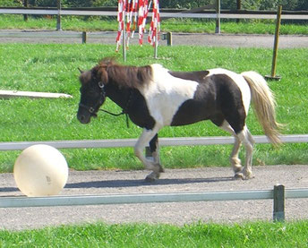 Unser vierbeiniger Held läuft frei dem Ball hinterher, der vor ihm herkullert