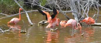 Flamingos auf Galapagos