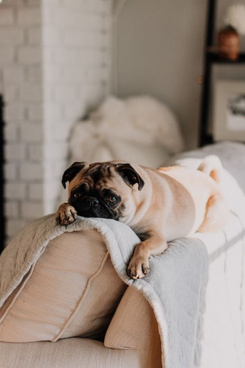 Petit Bouledogue Français beige noir, et blanc sur le dossier d'un canapé beige