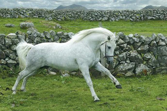 GENTLE DANCER (Cooshen Thyme x Gentle Cloud par Village Boy) Ph. Killolastud