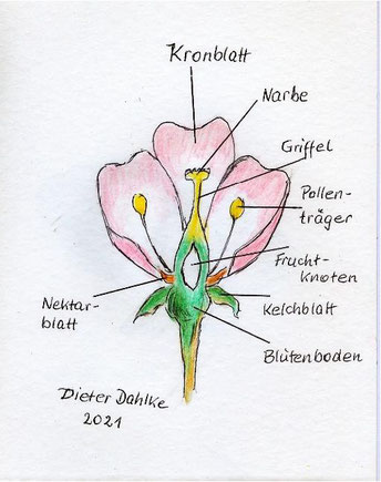 Aufbau einer Blüte