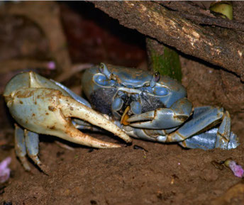 Portunus segnis (Blue Swimmer Crab)