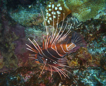 Lionfish