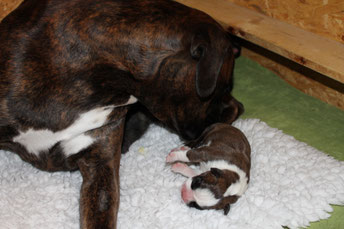 die geburt boxer von der buehlerhoehe boxerzucht