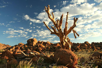 Köcherbaumskelett ©www.info-namibia.com/de