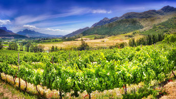 Stellenbosch