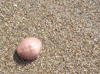 Cowrie Los Frailes