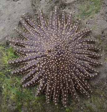 starfish at Puerto Cayo Ecuador