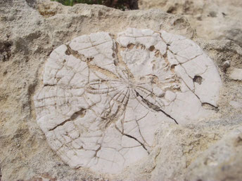 fossils, Gozo, Malta