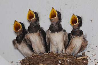 Junge Rauchschwalben - Foto: Andreas Schäfferling/NABU-naturgucker.de