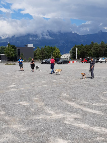 Mensch-Hund Teams in der Hundeschule