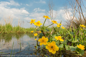 Sumpfdotterblume im Biotop