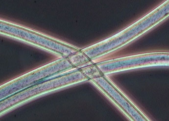 Polyester au microcope polarisé
