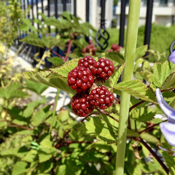 実のなる植木　ブラックベリー