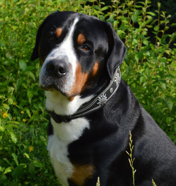 Levi von den Wonneproppen Großer Schweizer Sennenhund Portrait Foto von der Seite