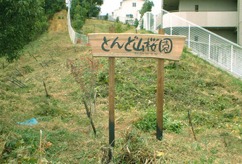 11年前の植樹直後