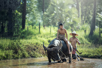 Asien, zwei Männer pflügen mit einem Wasserbüffel ein Reisfeld, einer sitzt dem Büffel auf dem Rücken, der andere geht hinter ihm her