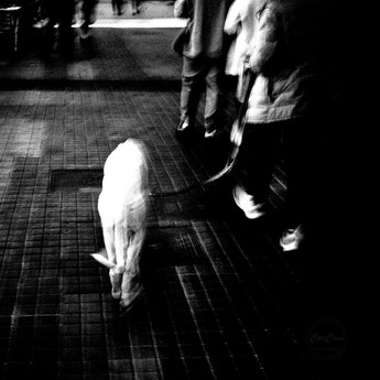 Barcelone, chien, dog, noir et blanc, black and white, art, street photography, CarCam, Je shoote