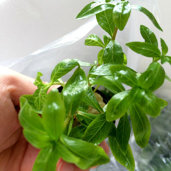 ハイグロロザエ!ビオトープなどの水辺植物として