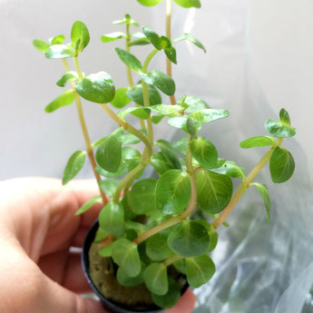 ロタラインジカ!ビオトープなどの水辺植物として