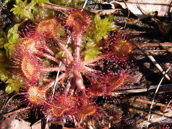 Rundblättriger Sonnentau  (Foto: M. Lohmann)