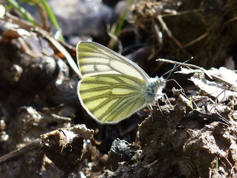 Weißlinge - Pieridae - Pieris napi