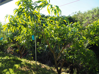 ギョクブンマンゴー　2025/10/18