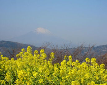 富士山と菜の花畑が一望できて感動のひと時を味わえます