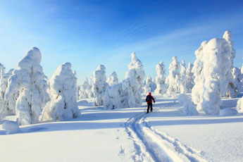 Langlauf durch die verschneite Winterlandschaft in Lappland – Skitouren und Backcountry-Erlebnisse bei Ranua