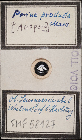 Senckenberg, Bryozoa, Bryozoen, Moostierchen, Sammlung Voigt