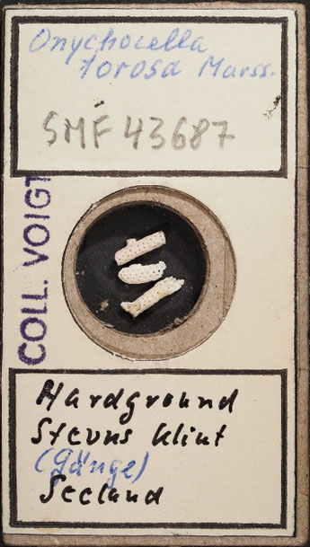 Senckenberg, Bryozoa, Bryozoen, Moostierchen, Sammlung Voigt