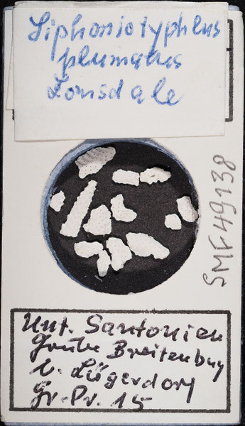 Senckenberg, Bryozoa, Bryozoen, Moostierchen, Sammlung Voigt