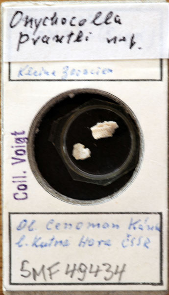 Senckenberg, Bryozoa, Bryozoen, Moostierchen, Sammlung Voigt