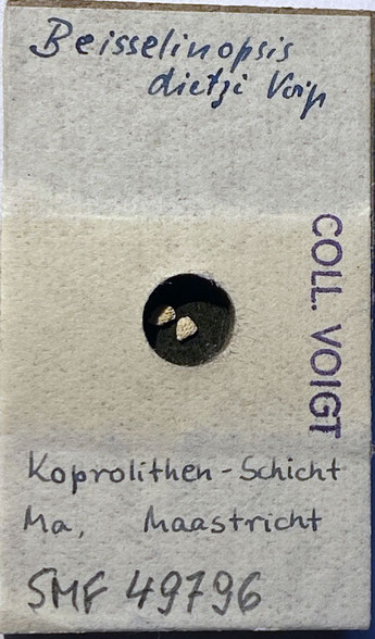 Senckenberg, Bryozoa, Bryozoen, Moostierchen, Sammlung Voigt