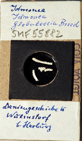 Senckenberg, Bryozoa, Bryozoen, Moostierchen, Sammlung Voigt