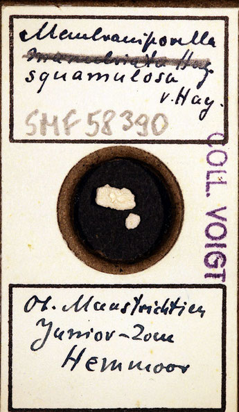 Senckenberg, Bryozoa, Bryozoen, Moostierchen, Sammlung Voigt