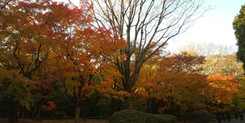 北の丸公園