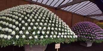 新宿御苑 菊花壇展 大作り花壇