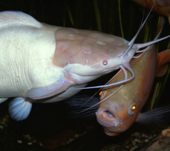 Clarias batrachus und Astronotus ocellatus