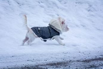 Perro en la nieve con chaleco.