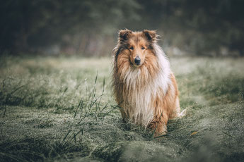 Dieser und ist ein Collie
