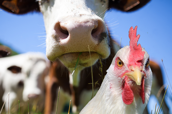 Uslumpete, Fasnacht, Muri, Bremgarten, Affoltern, Zürich, Zug, Luzern