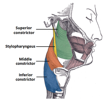 recurrent laryngeal nerve