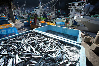 Pacific Saury of Kumano