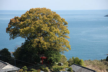 Joufuku Shrine (Joufuku no Miya)