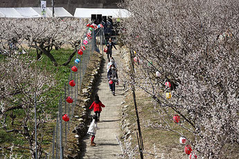 Kobune Plum Festival