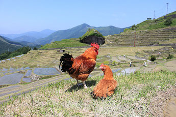 Kumanoji Chicken