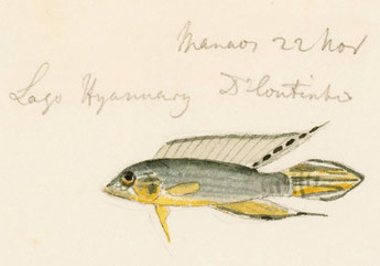 Apistogramma agassizii , gezeichnet von Jacques Burkhardt 1865. Foto: Harvard CURIOSity Collection, Wikipedia, Public Domain